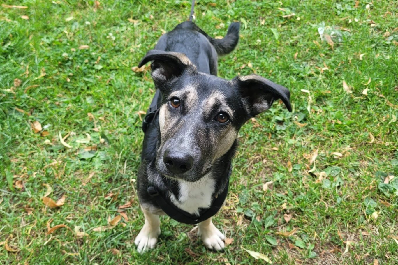 Schäferhundmischling schaut in Kamera auf Wiese