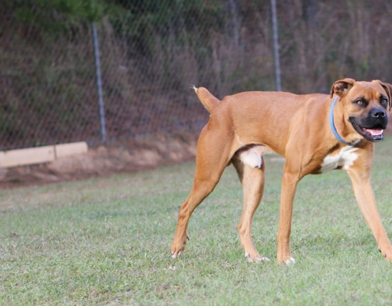 Boxer-Mix in braun geht über eine Wiese